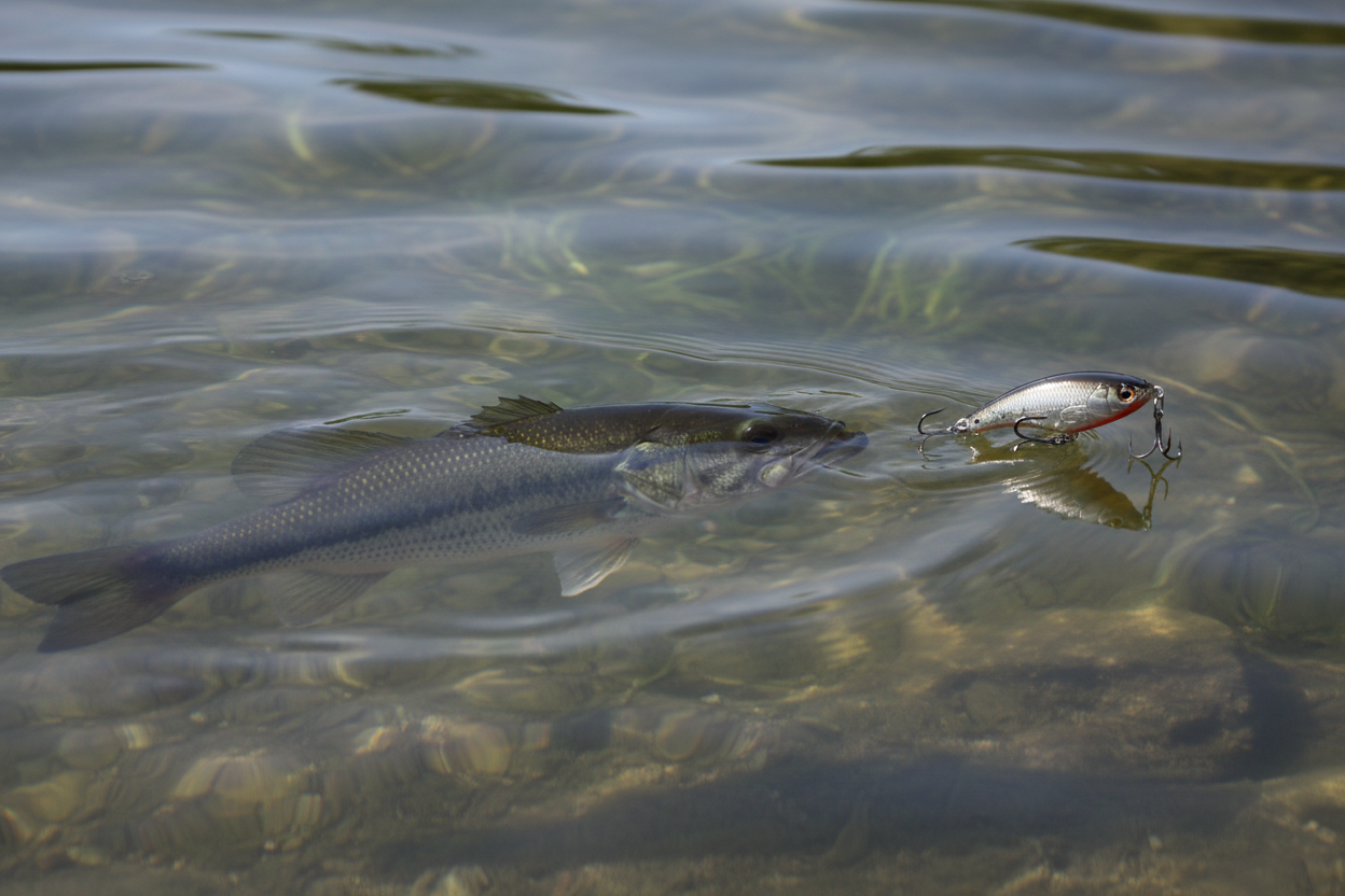 Why Bass Stop Biting — And How to Trigger Them Again