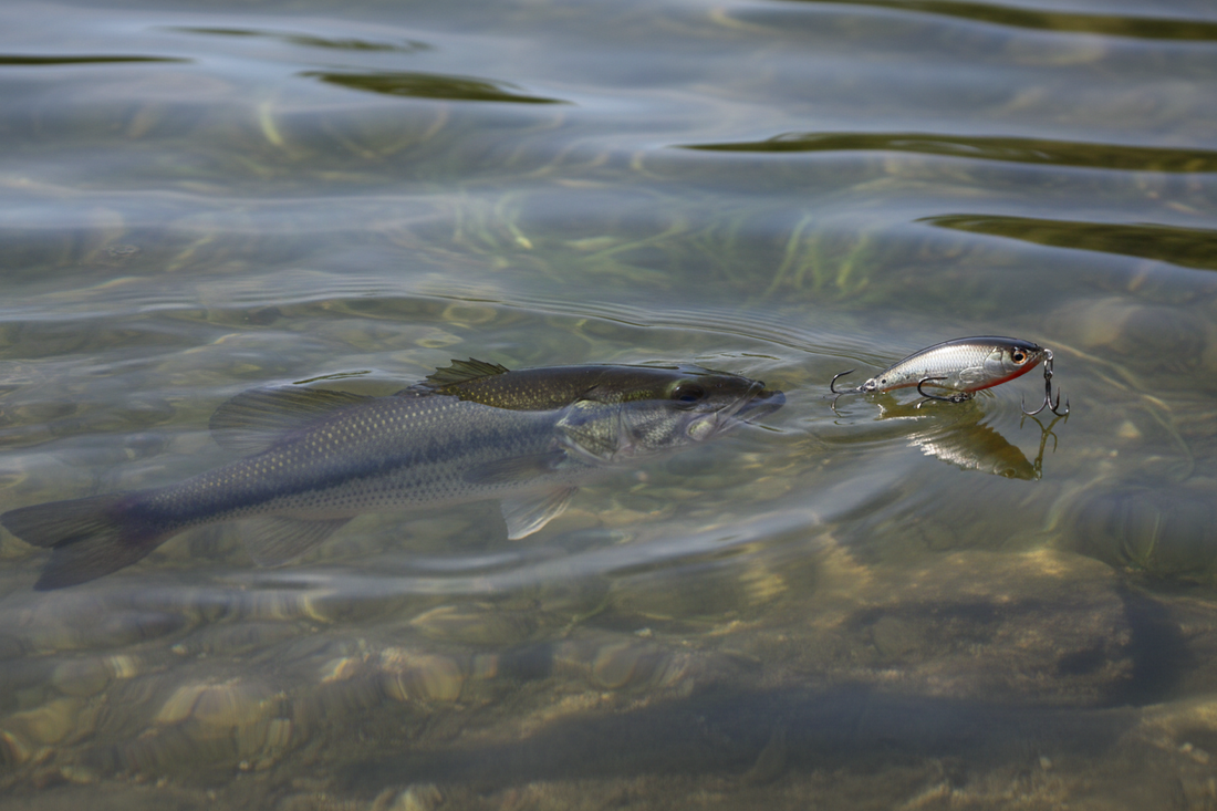 Largemouth bass following a fishing lure near warm-water shoreline cover