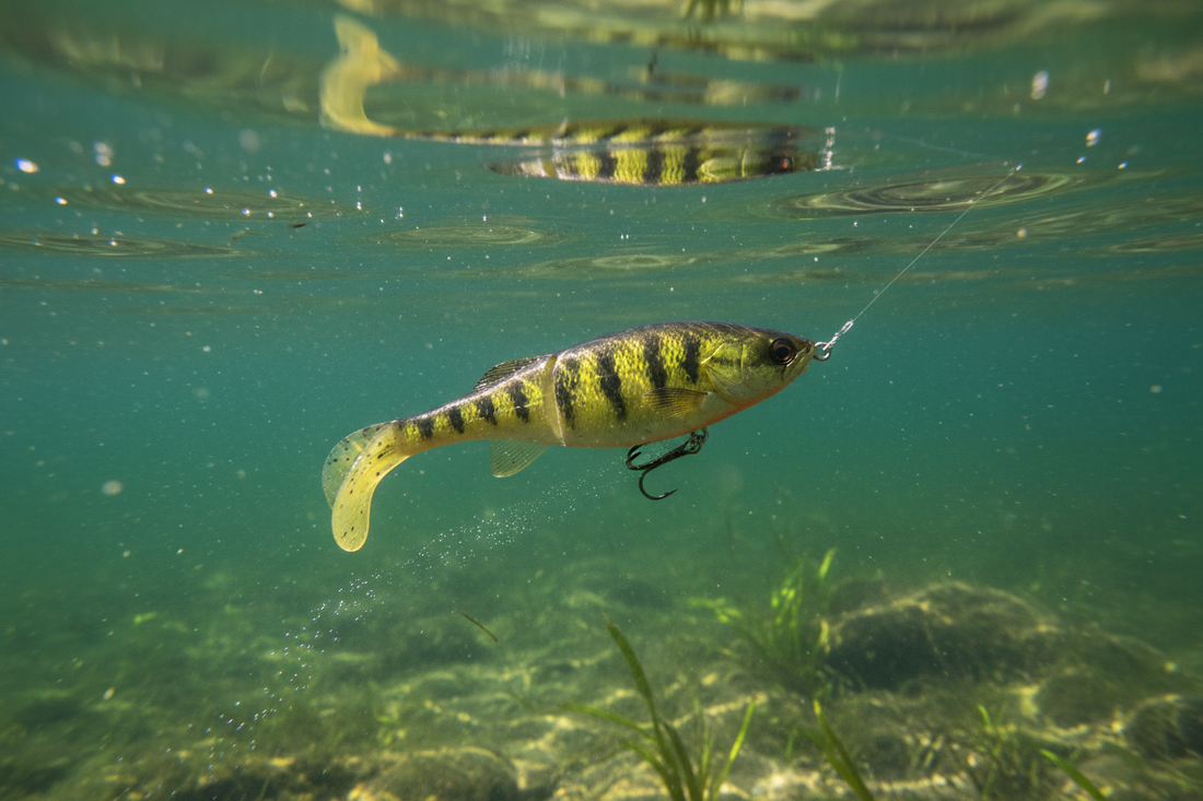 Paddle tail swimbait rigged on a jig head beside a fishing rod and lake water