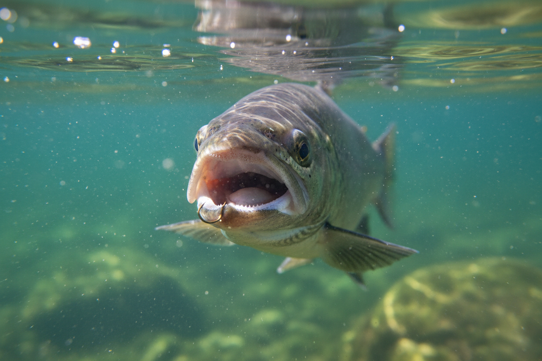 Largemouth bass underwater with a fishing hook visible in its mouth