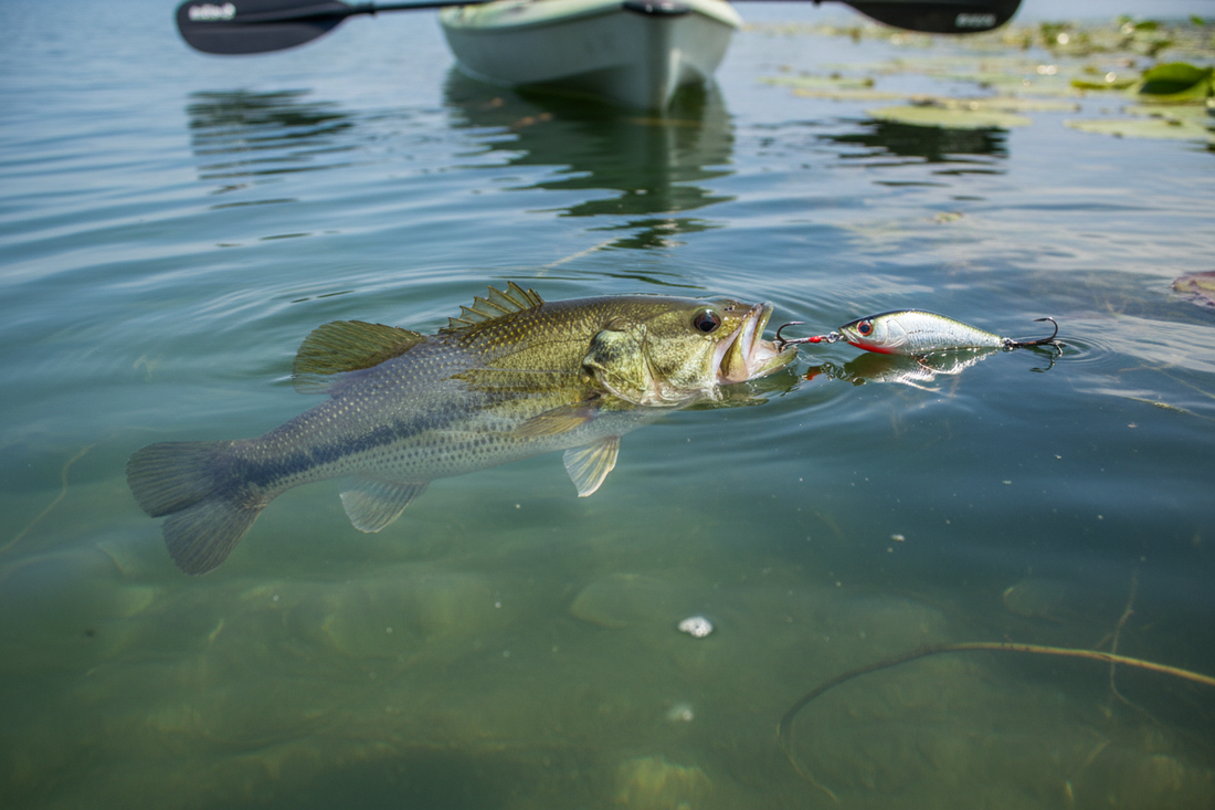 Largemouth bass following a fishing lure in clear water near shoreline cover